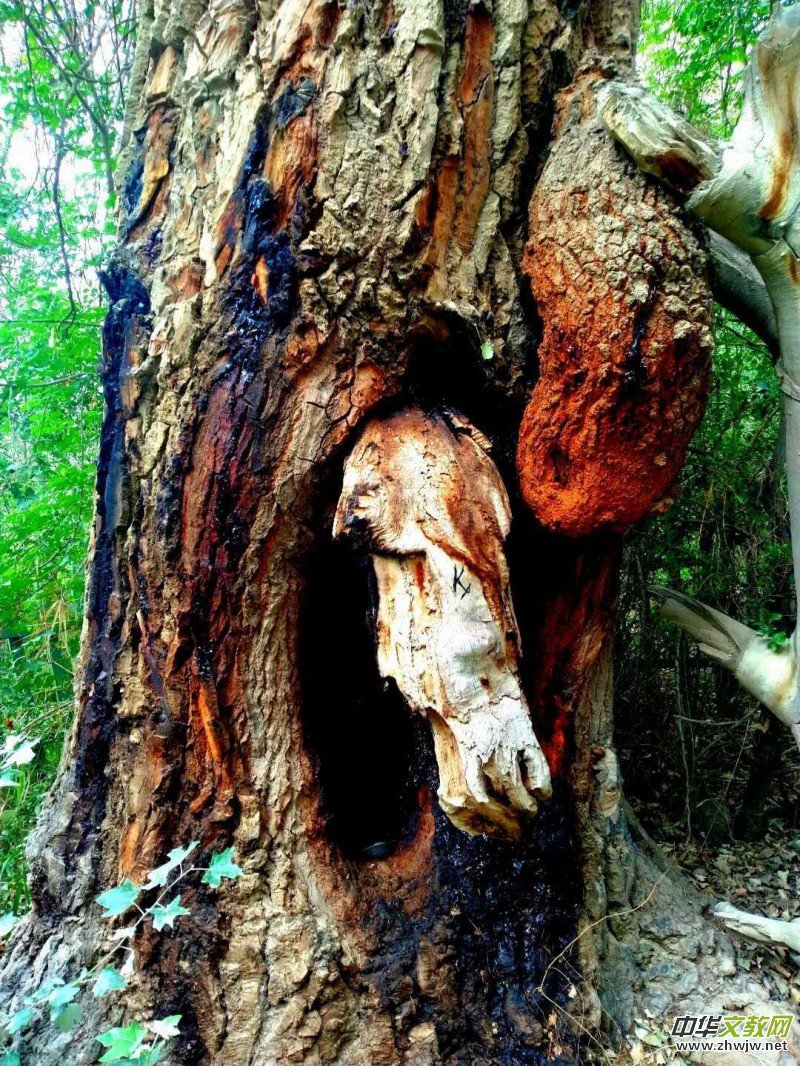 Ц���zӰ:��ɽ��ľ�@(�½������K�؅^(q��)����)