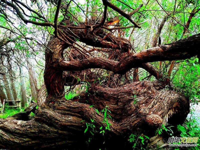 Ц���zӰ:��ɽ��ľ�@(�½������K�؅^(q��)����)