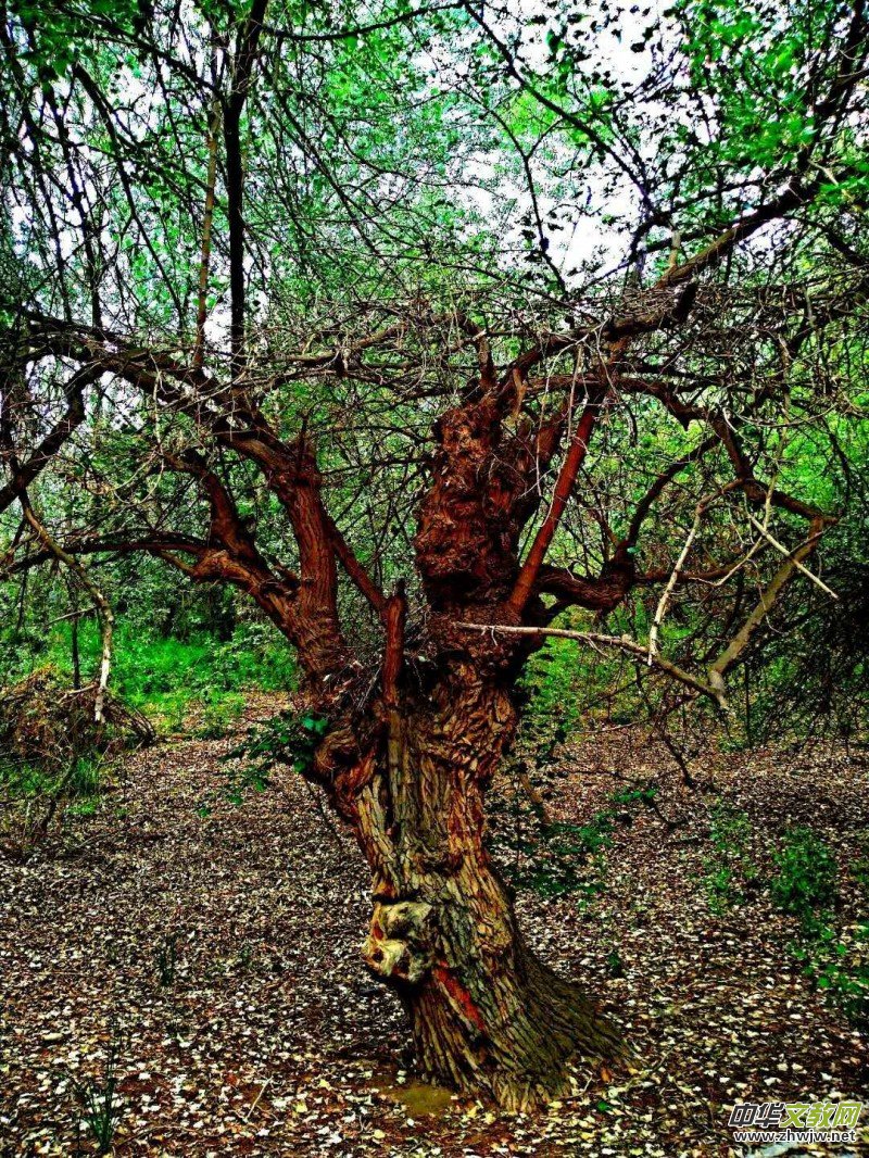 Ц���zӰ:��ɽ��ľ�@(�½������K�؅^(q��)����)