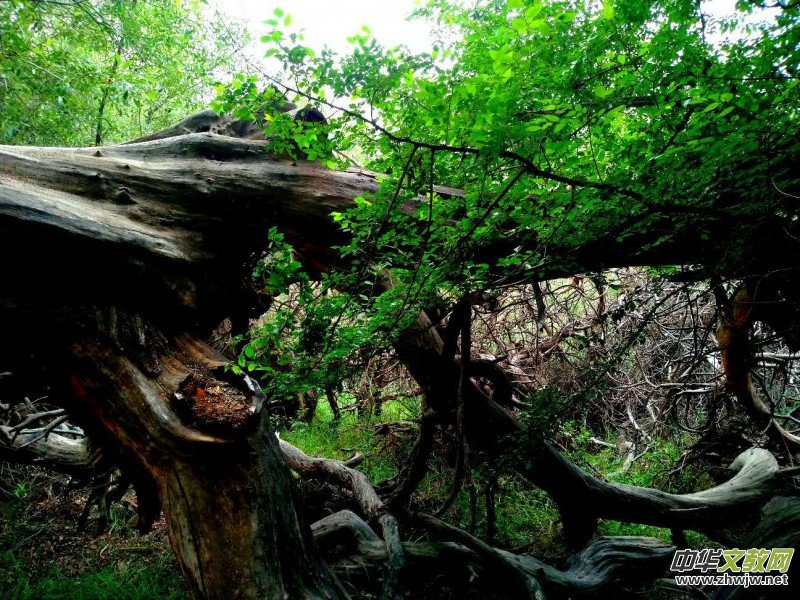 Ц���zӰ:��ɽ��ľ�@(�½������K�؅^(q��)����)