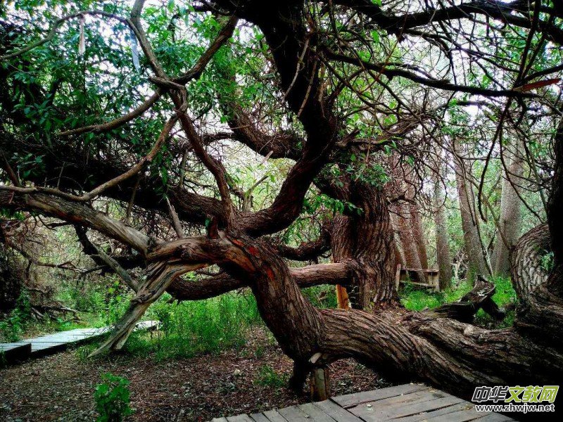 Ц���zӰ:��ɽ��ľ�@(�½������K�؅^(q��)����)