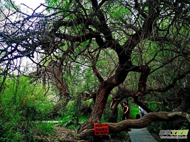 Ц���zӰ:��ɽ��ľ�@(�½������K�؅^(q��)����)