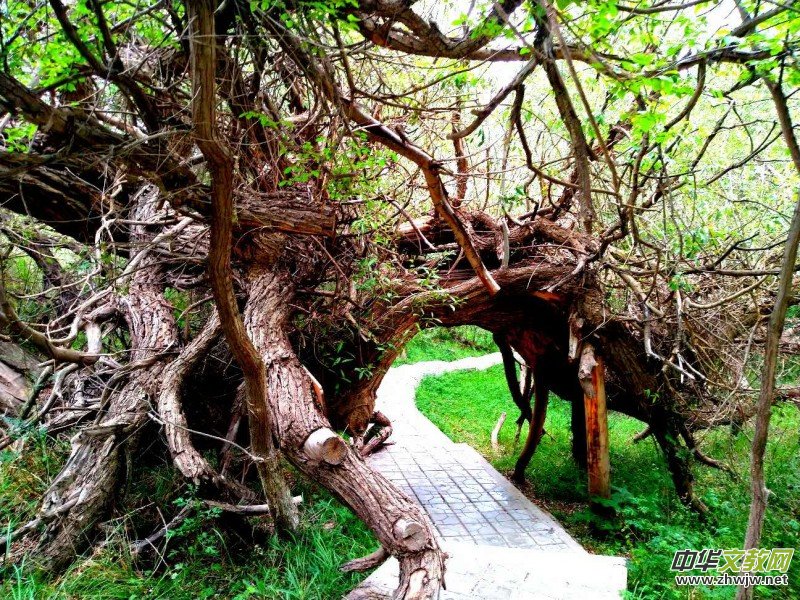 Ц���zӰ:��ɽ��ľ�@(�½������K�؅^(q��)����)