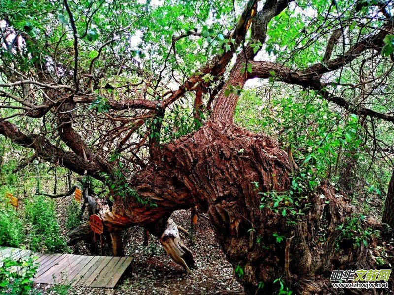 Ц���zӰ:��ɽ��ľ�@(�½������K�؅^(q��)����)