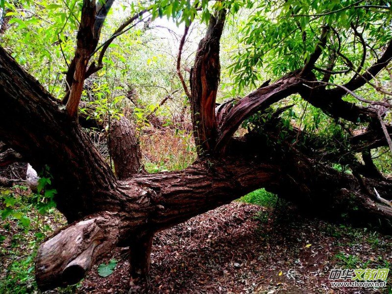 Ц���zӰ:��ɽ��ľ�@(�½������K�؅^(q��)����)