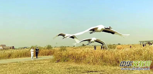 �S�ӿڌ�(sh��)��ˢ�������Ї�(gu��)���|�I(y��ng)�׌ö�ҕ�l�W(w��ng)�t���(hu��)�չ�