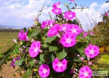 ��ţ��(������) ��/�������