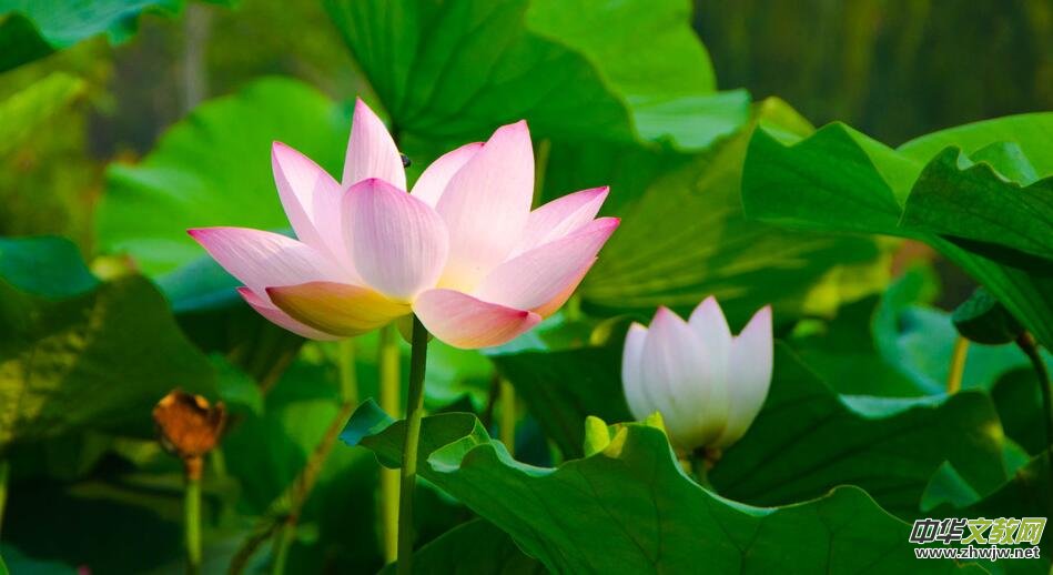 ��ţ��(������) ��/�������