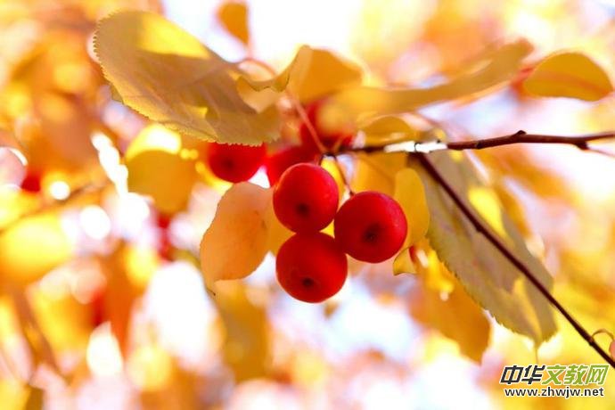 ���c�ͣ���Ԋ�������� ���������c�͡��������c�¡����MԊ����