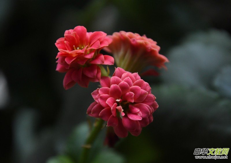 �k���ҵĻ����_�ˡ�������(gu��)�zӰԊ(sh��)��