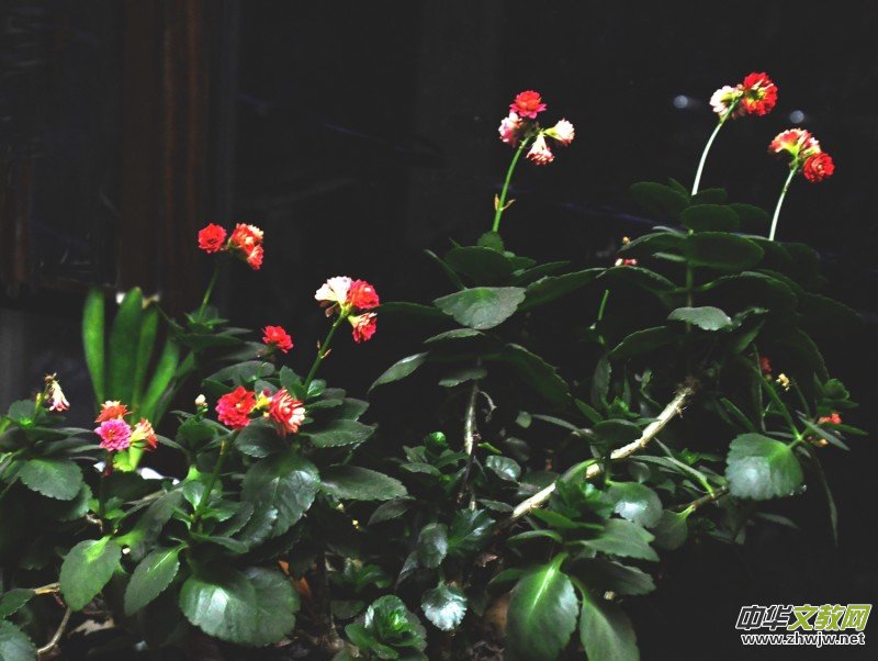 �k���ҵĻ����_�ˡ�������(gu��)�zӰԊ(sh��)��