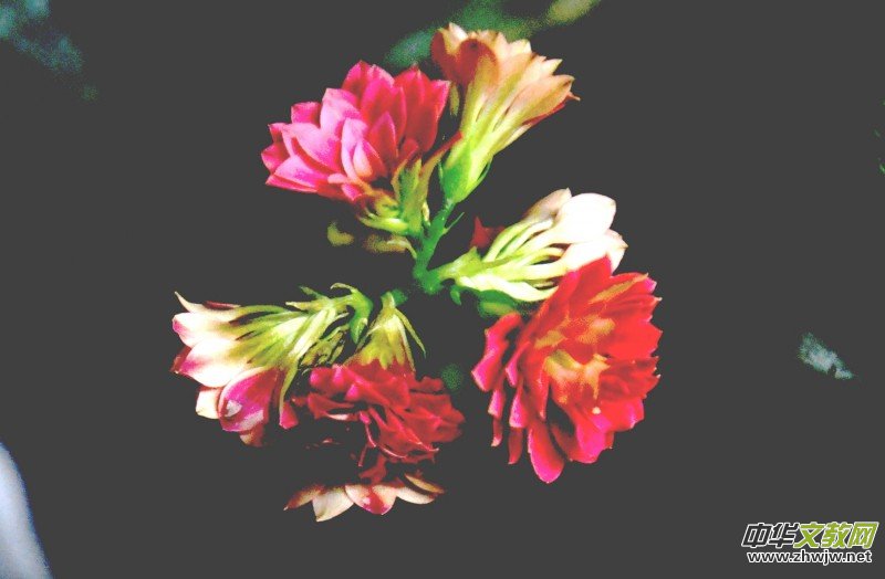 �k���ҵĻ����_�ˡ�������(gu��)�zӰԊ(sh��)��