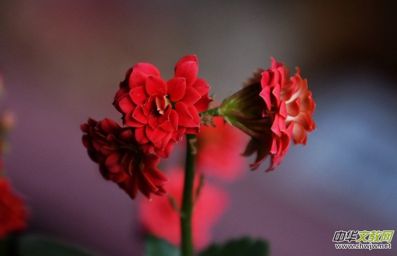 �k���ҵĻ����_�ˡ�������(gu��)�zӰԊ(sh��)��