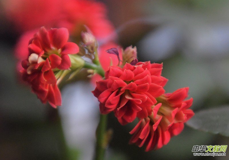 �k���ҵĻ����_�ˡ�������(gu��)�zӰԊ(sh��)��