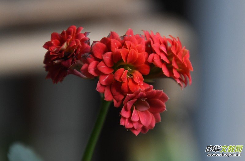 �k���ҵĻ����_�ˡ�������(gu��)�zӰԊ(sh��)��