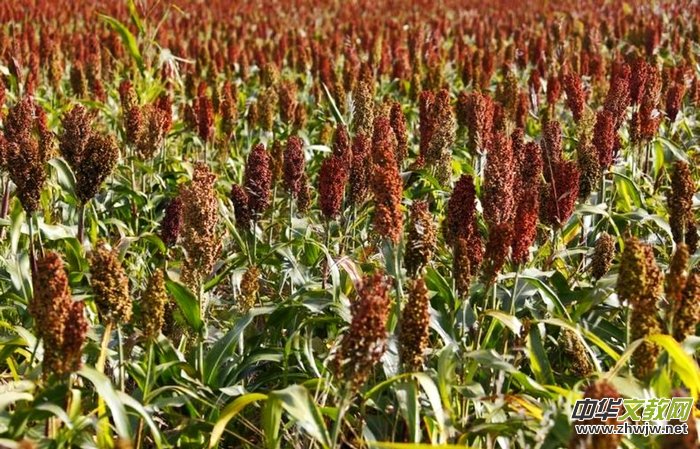 ����ƽ�ᄳ�ͬ����Ʒ��������ͬ�ľ�