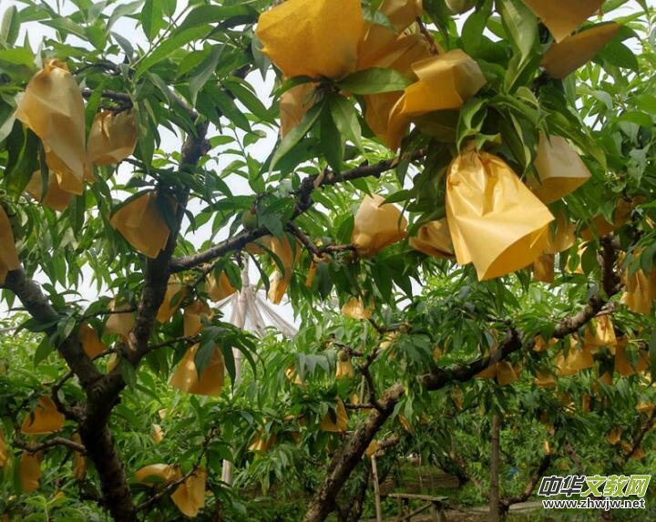 �ɽˮ���ҷNֲ���ء���ӛ��ꂥ�f���ڽ��c��������Y(ji��)��