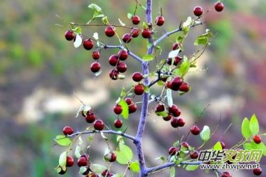 һ�����cһ�Ø�