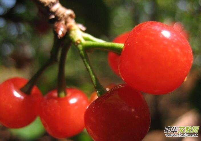 �����xԊ(sh��)����