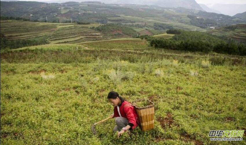 �캣�tɢ��:�������L(f��ng) 