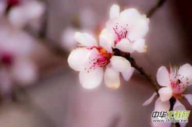 �L(f��ng)��ѩ�°����С����x���d�ۡ���(m��ng)���Ў׶仨�����_������