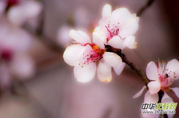 �L(f��ng)��ѩ�°����С����x���d�ۡ���(m��ng)���Ў׶仨�����_������