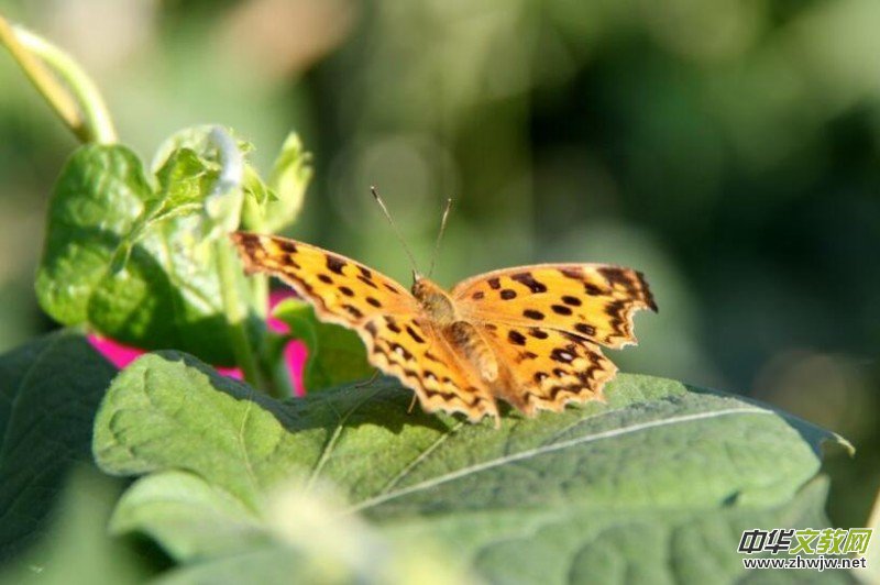 �ؑc���(y��ng)�t�����ČW(xu��)���(hu��)�T��Ʒ�x