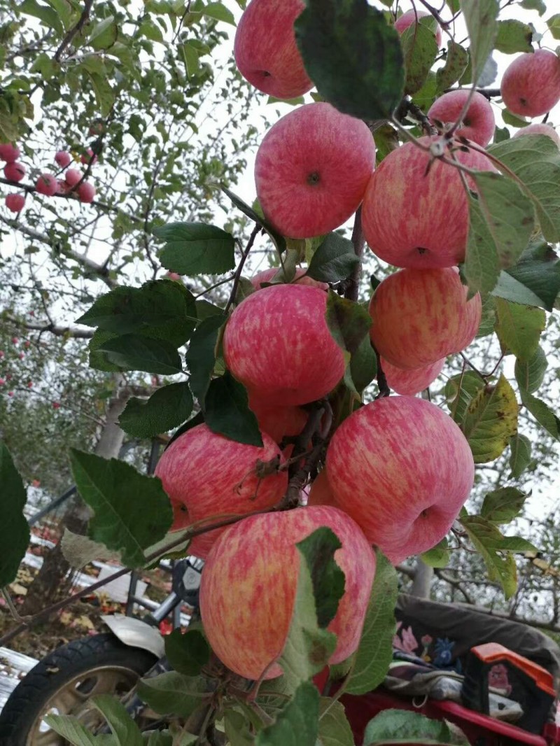 2021���_̼��˷ʻ����^Ħ�������ں�������_