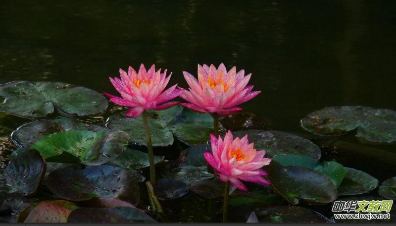 Ц���zӰ������Т�S���Ϫ�����r(n��ng)���L(f��ng)��