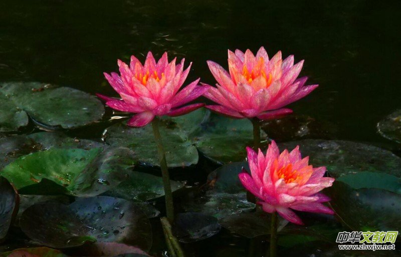 Ц���zӰ������Т�S���Ϫ�����r(n��ng)���L(f��ng)��