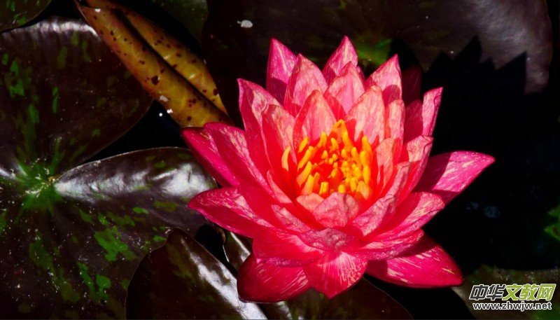 Ц���zӰ������Т�S���Ϫ�����r(n��ng)���L(f��ng)��