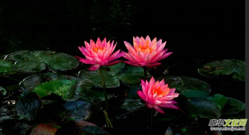 Ц���zӰ������Т�S���Ϫ�����r(n��ng)���L(f��ng)��