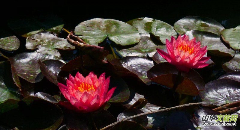 Ц���zӰ������Т�S���Ϫ�����r(n��ng)���L(f��ng)��