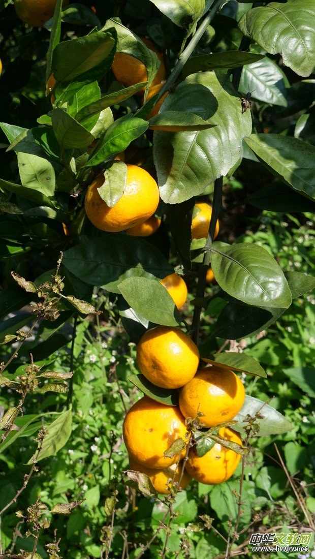 ��̼��o�n�Mǧ�h ��ȫʳƷ�M�f�ҡ����F�݄P���