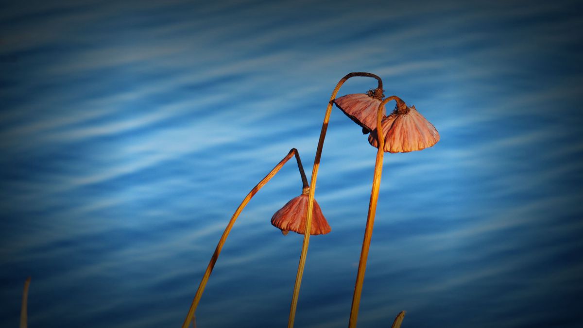 ������Ц����һ�M�zӰ��Ʒ��˥�ɡ�