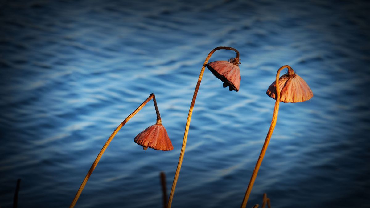 ������Ц����һ�M�zӰ��Ʒ��˥�ɡ�