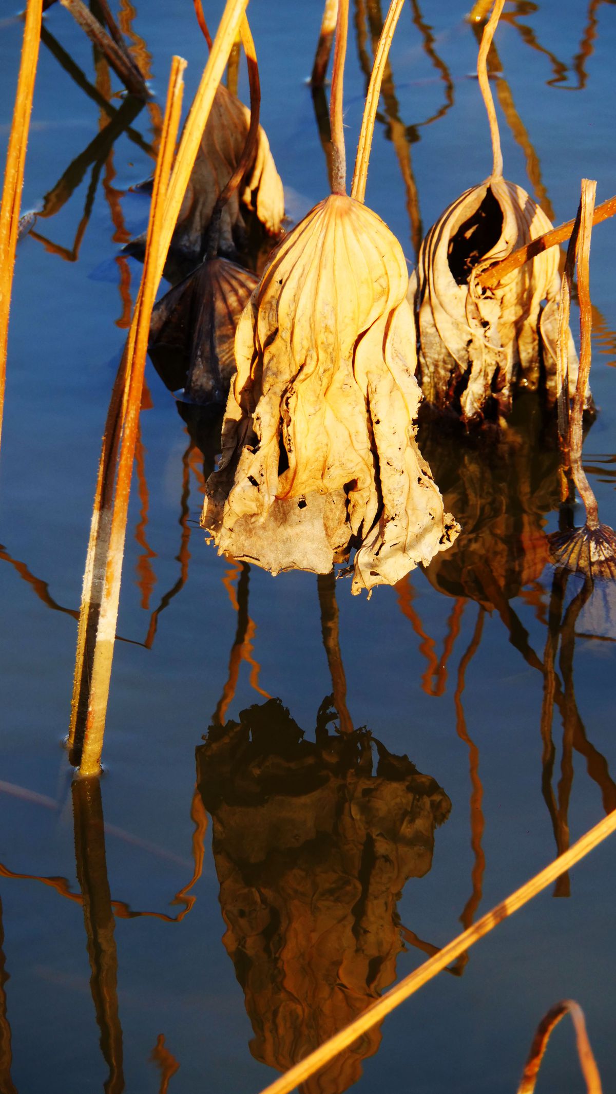 ������Ц����һ�M�zӰ��Ʒ��˥�ɡ�