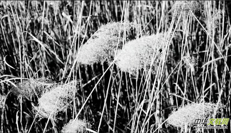 Ц���zӰ���JȔʒ�������