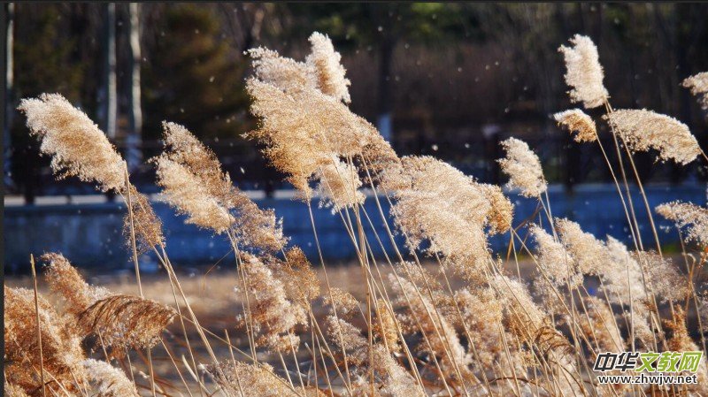 Ц���zӰ���JȔʒ�������