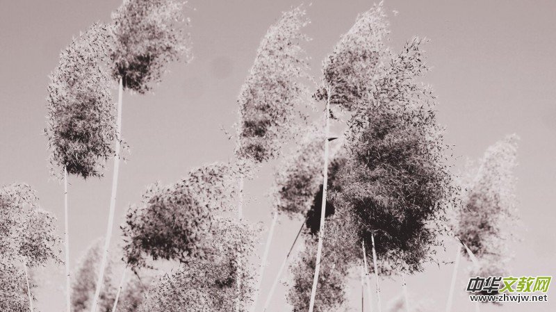 Ц���zӰ���JȔʒ�������