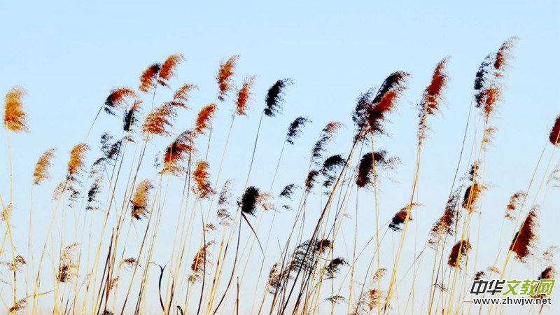 Ц���zӰ���JȔʒ�������