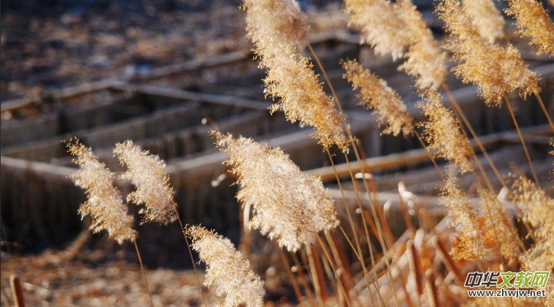 Ц���zӰ���JȔʒ�������