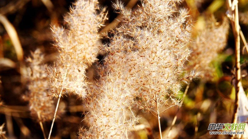 Ц���zӰ���JȔʒ�������