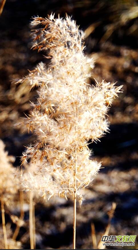 Ц���zӰ���JȔʒ�������