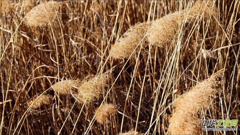 Ц���zӰ���JȔʒ�������