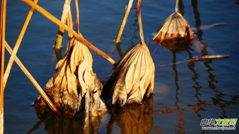 ������Ц����һ�M�zӰ��Ʒ��˥�ɡ�