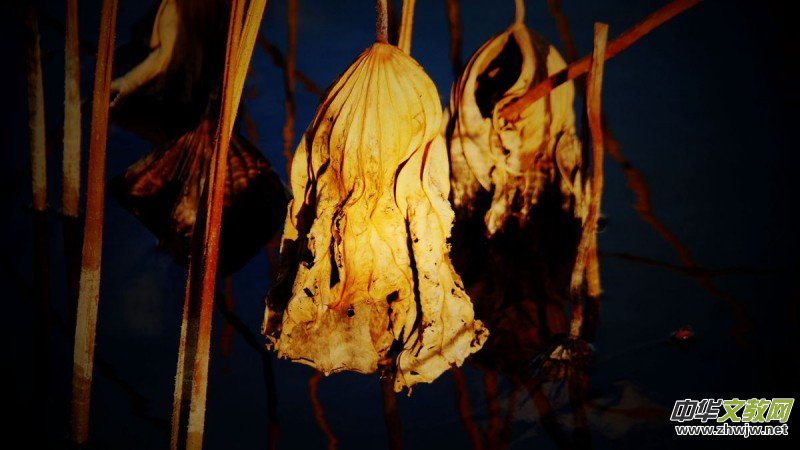 ������Ц����һ�M�zӰ��Ʒ��˥�ɡ�