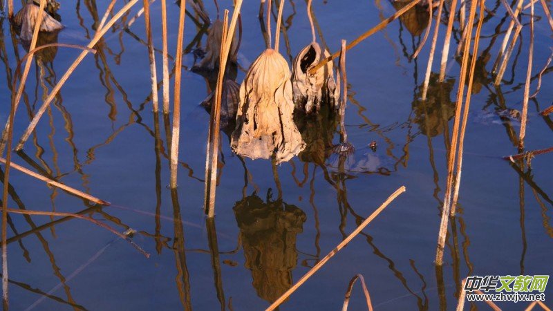 ������Ц����һ�M�zӰ��Ʒ��˥�ɡ�