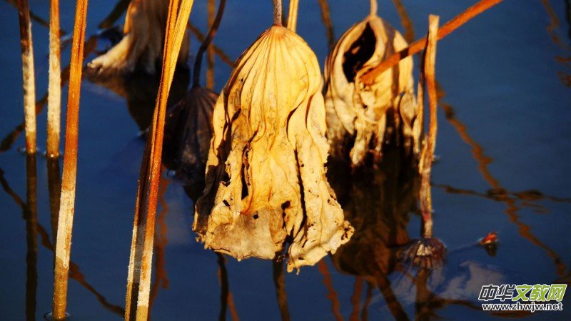 ������Ц����һ�M�zӰ��Ʒ��˥�ɡ�