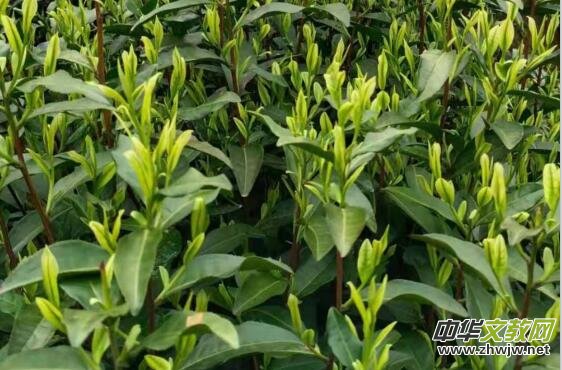 ������(li��n)��̼?x��)�Ƽ�����̼�(x��)��a(ch��n)�I(y��) �Ƅ�(d��ng)�l(xi��ng)�����d